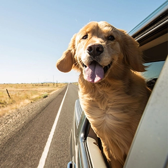 Viaggiare con i propri animali domestici